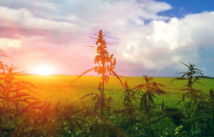 A field of hemp plants with the sunset behind them