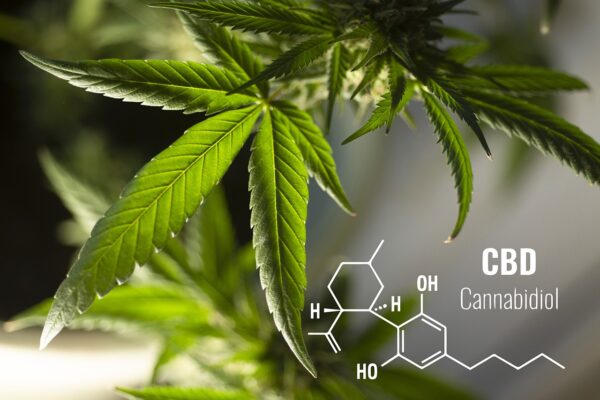 CBD - Organic - Delta 9 - Edwins Edibles
