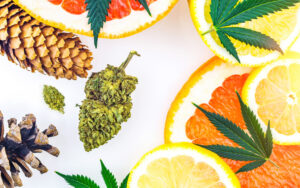 Top 10 Cannabis Terpenes